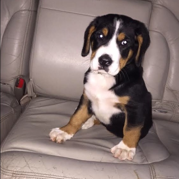 Meet your Posher, Nolan - Picture 1 of 1